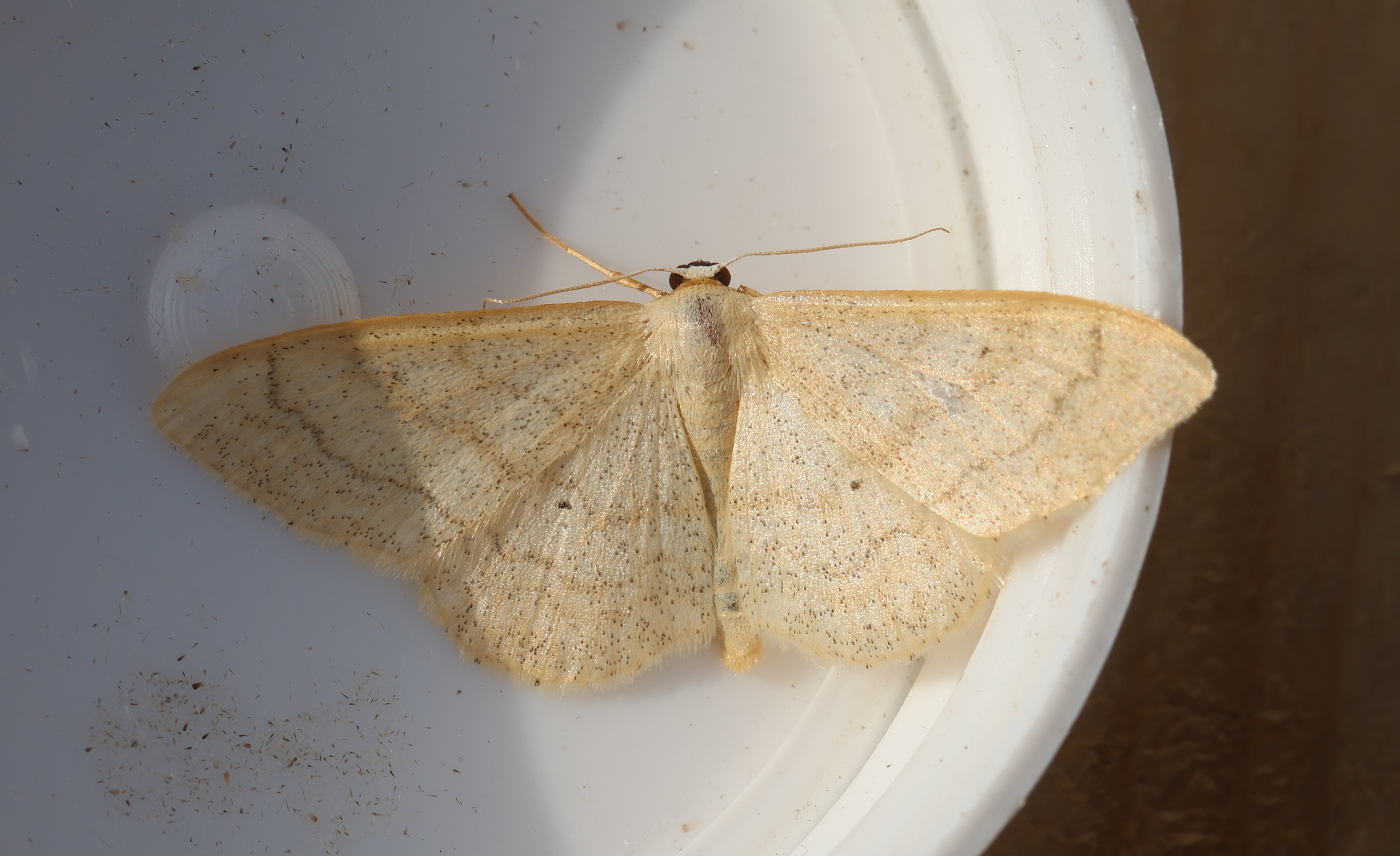 Photo of Idaea deversaria